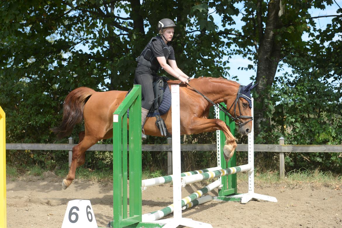 Anden særlig race Zafia billede 5