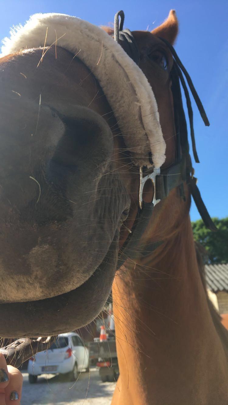 Anden særlig race Zafia billede 10