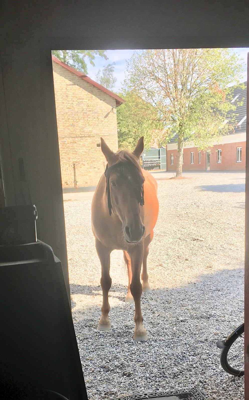 Anden særlig race Zafia billede 14