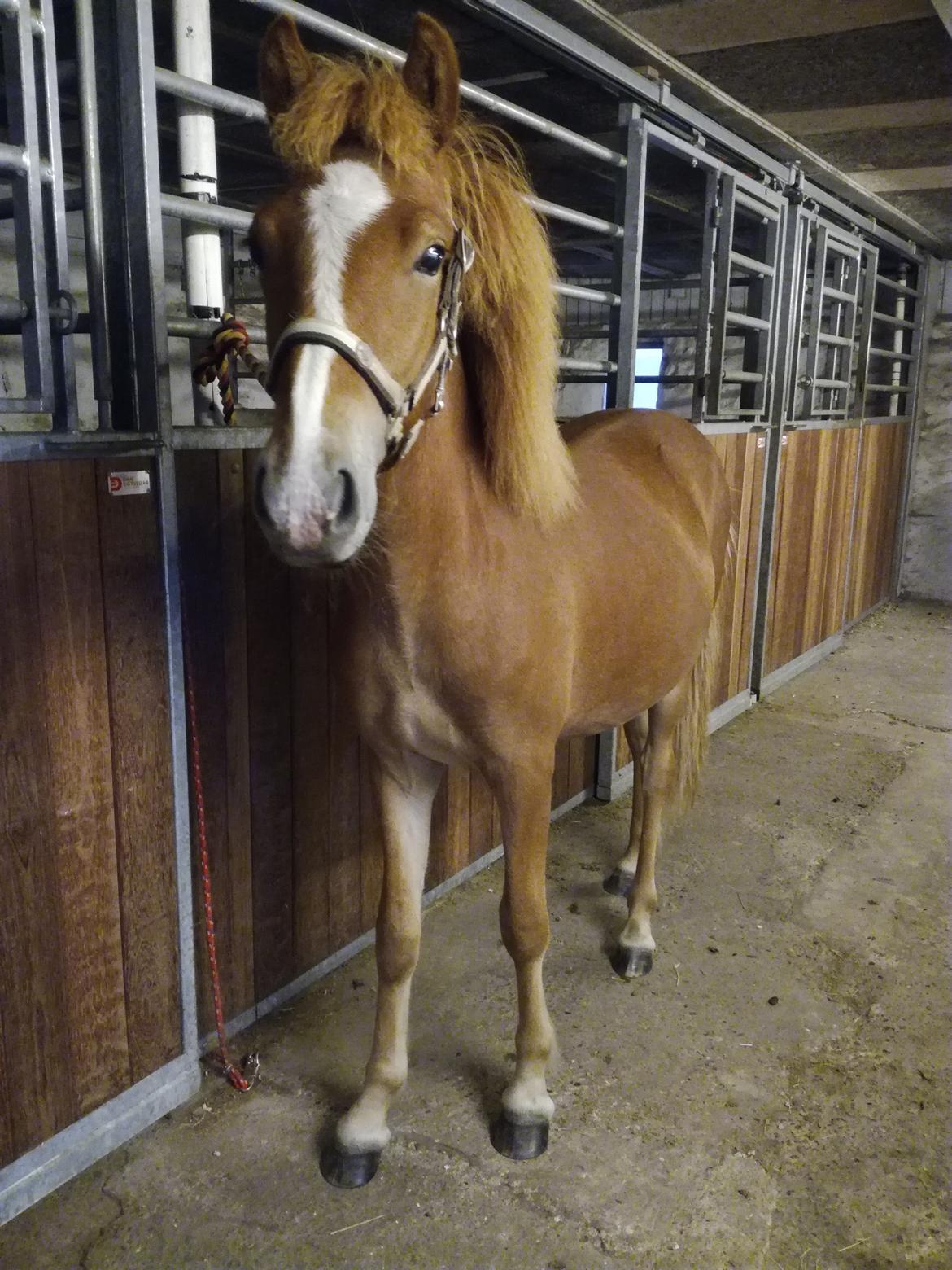 Islænder Garri fra Østervang billede 23