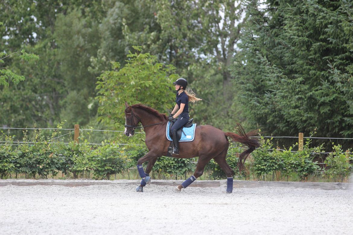 Dansk Varmblod Samantha Who billede 8