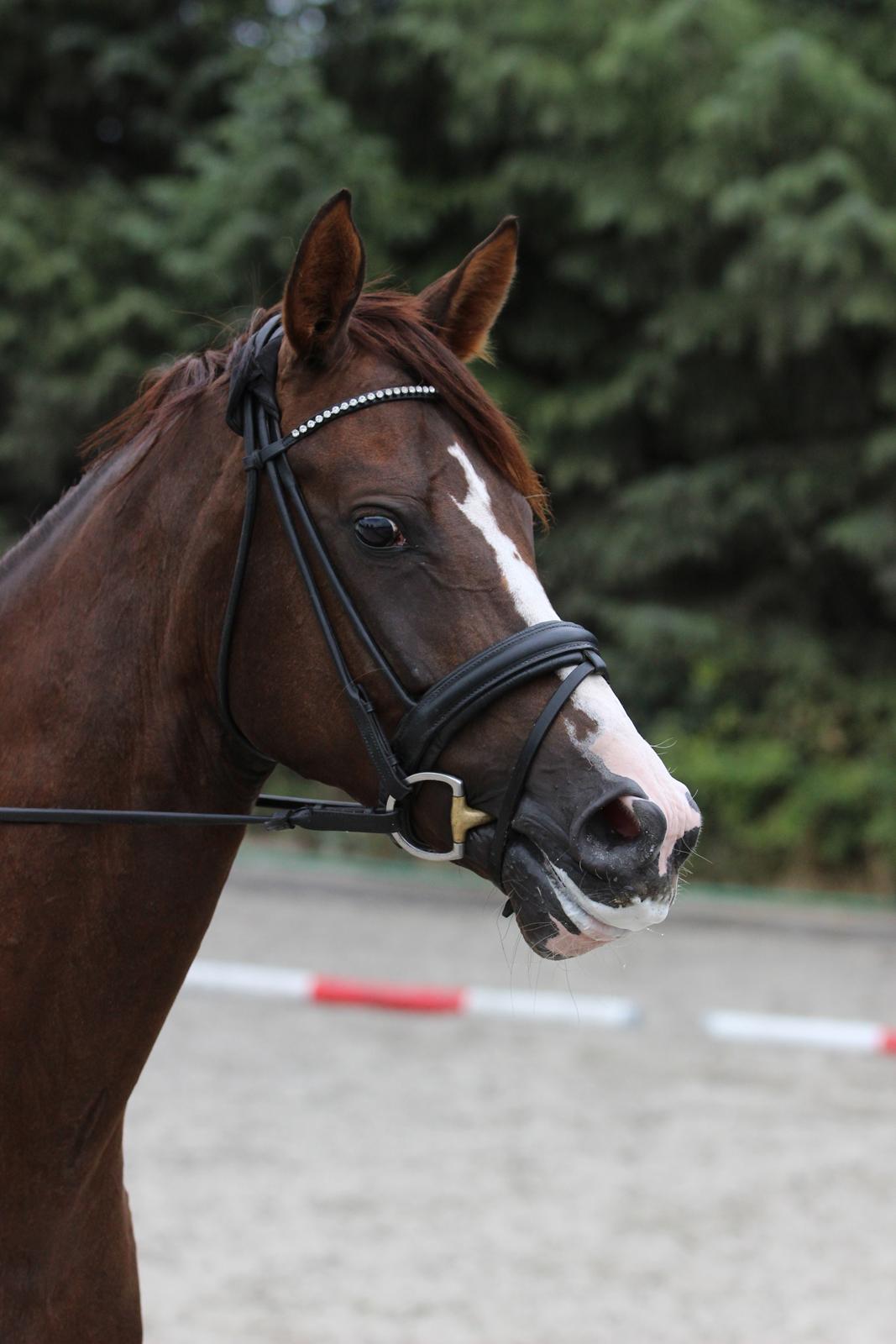 Dansk Varmblod Samantha Who billede 2