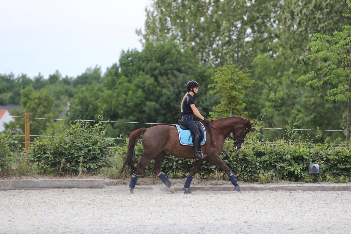 Dansk Varmblod Samantha Who billede 4