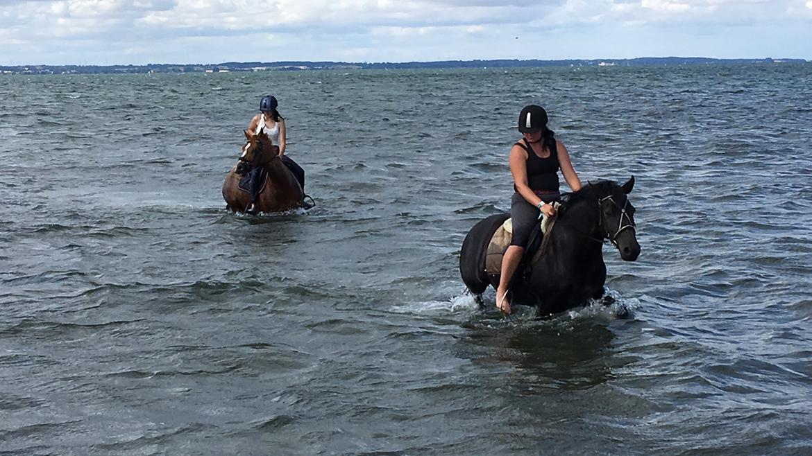 Anden særlig race Bonnie billede 2