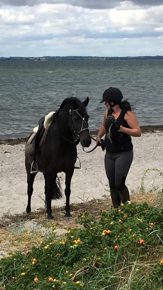 Anden særlig race Bonnie billede 13