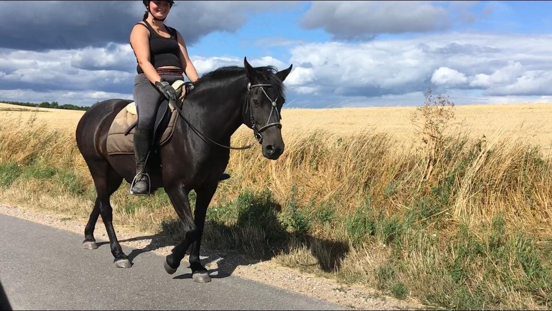 Anden særlig race Bonnie billede 16