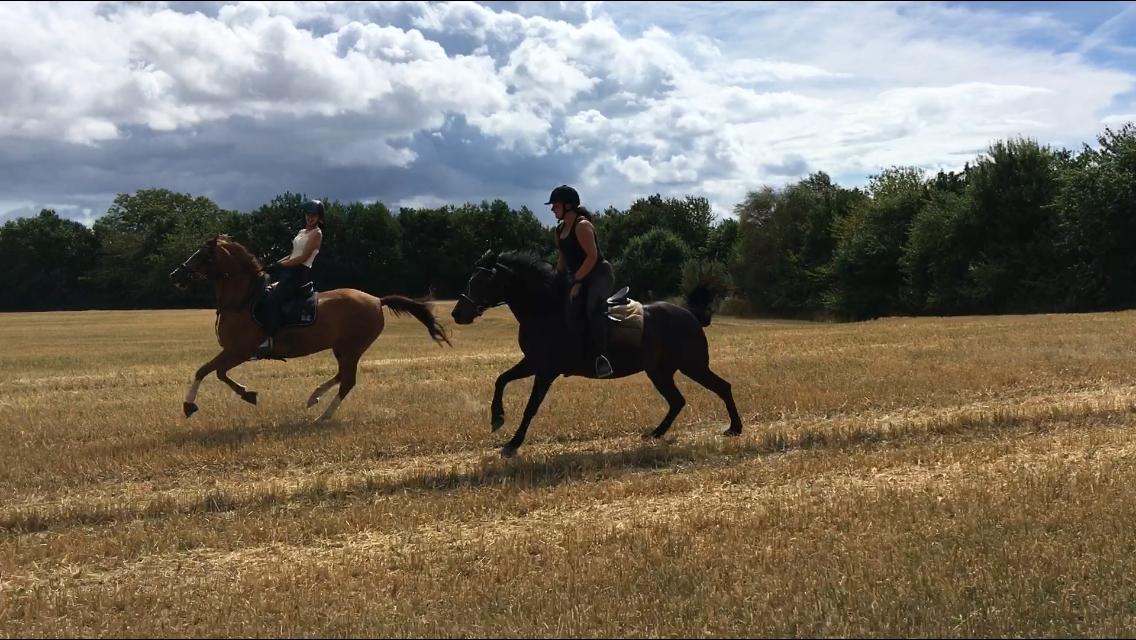 Anden særlig race Bonnie billede 17