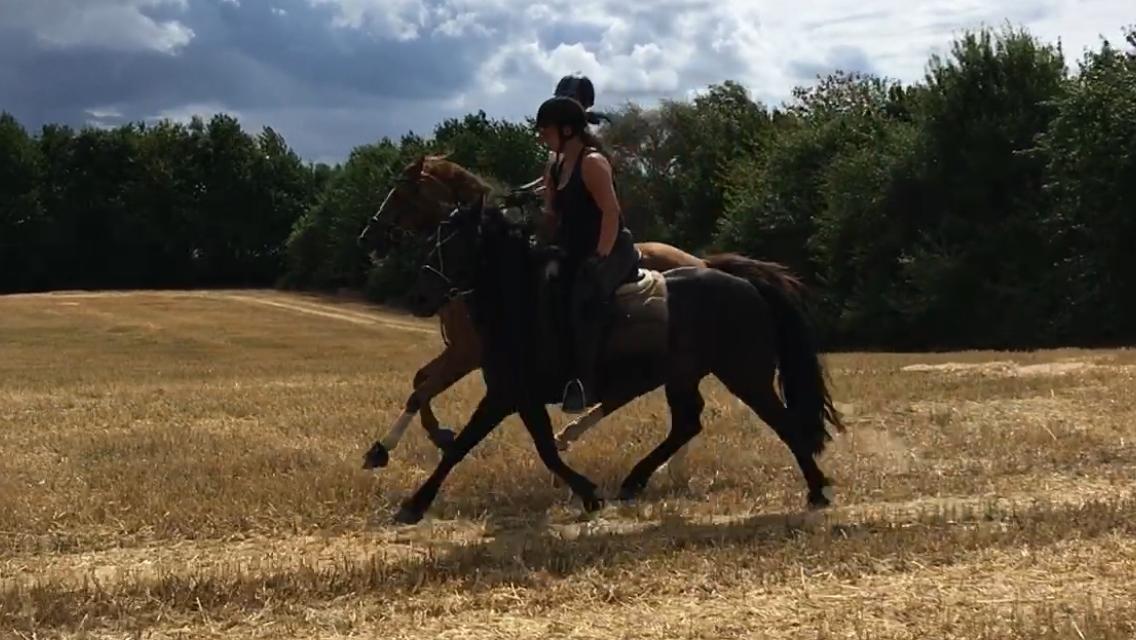 Anden særlig race Bonnie billede 18