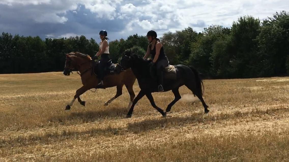 Anden særlig race Bonnie billede 19