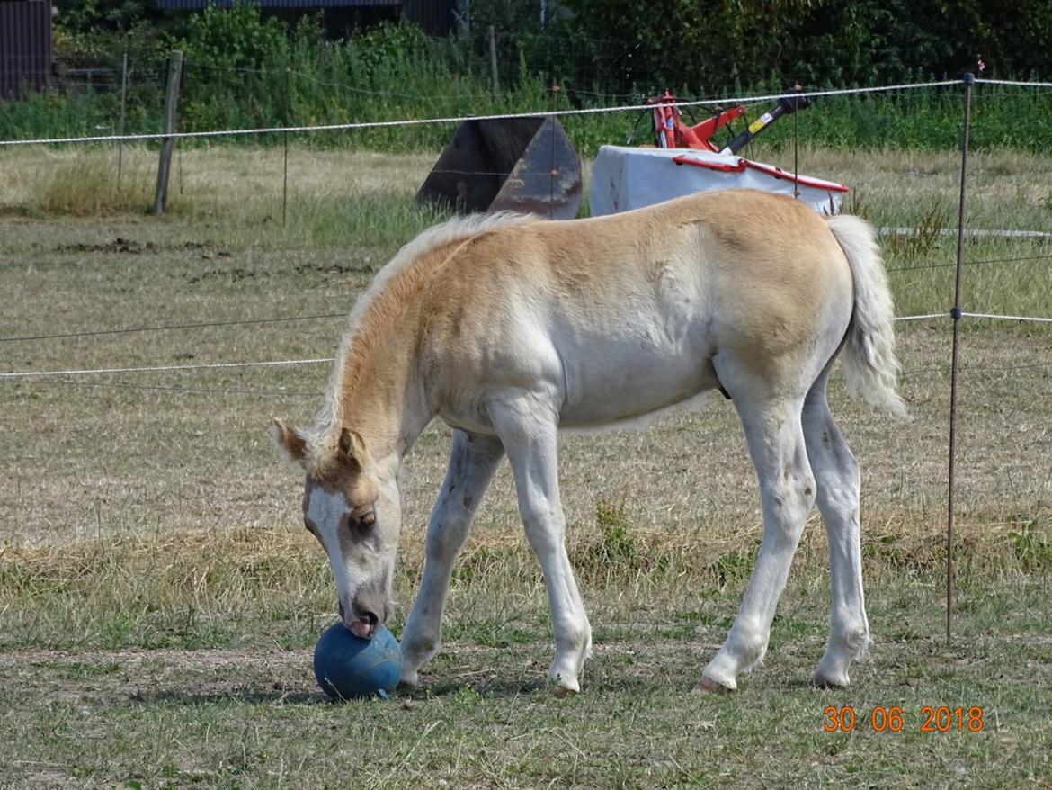 Haflinger Amigo à Rosendal billede 1