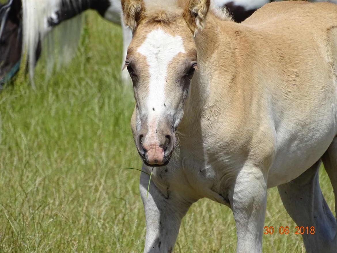 Haflinger Amigo à Rosendal billede 3