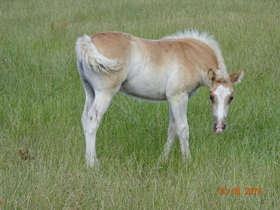 Haflinger Amigo à Rosendal billede 4