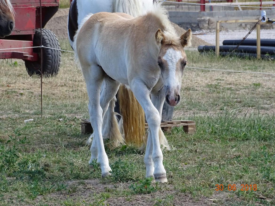 Haflinger Amigo à Rosendal billede 5