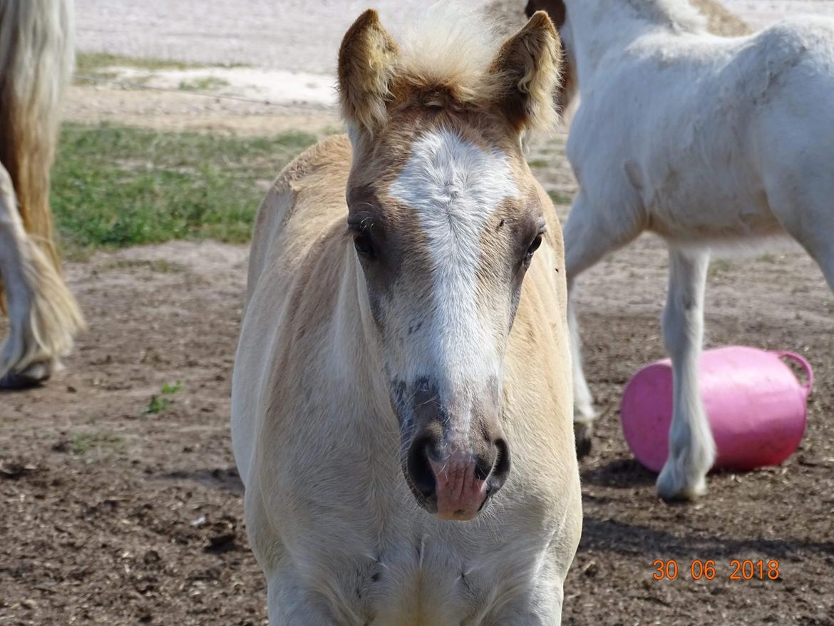 Haflinger Amigo à Rosendal billede 6