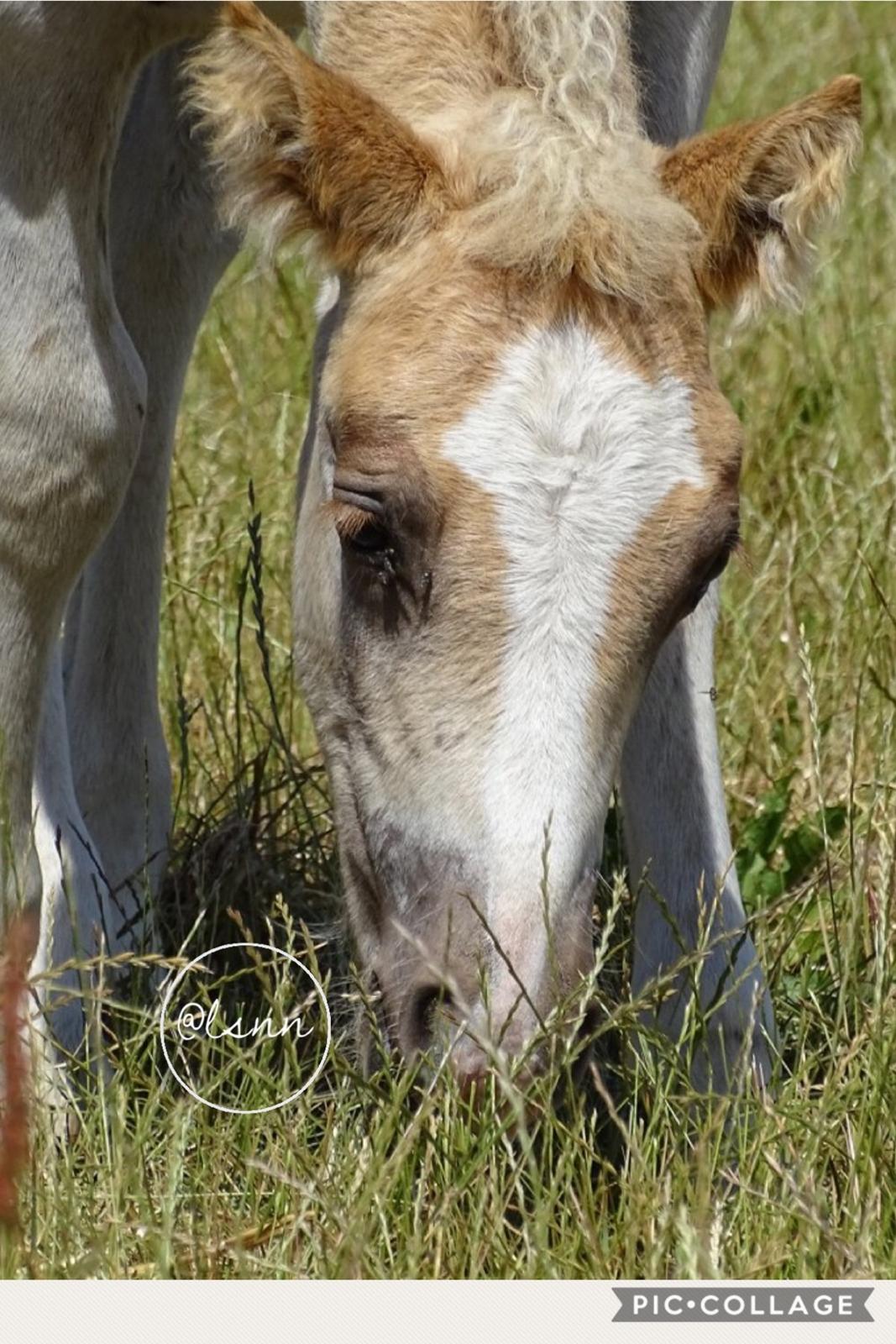 Haflinger Amigo à Rosendal billede 7