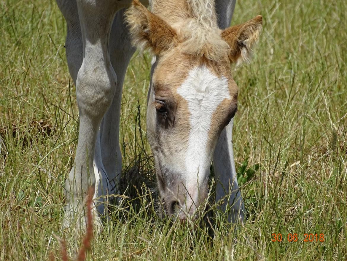 Haflinger Amigo à Rosendal billede 2