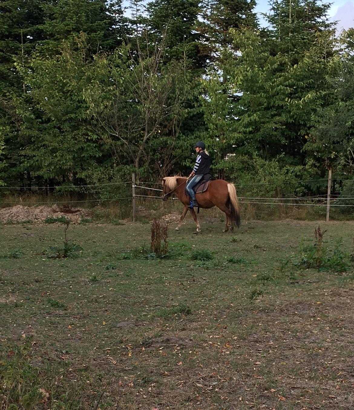 Islænder Askja fra Storgaarden billede 2