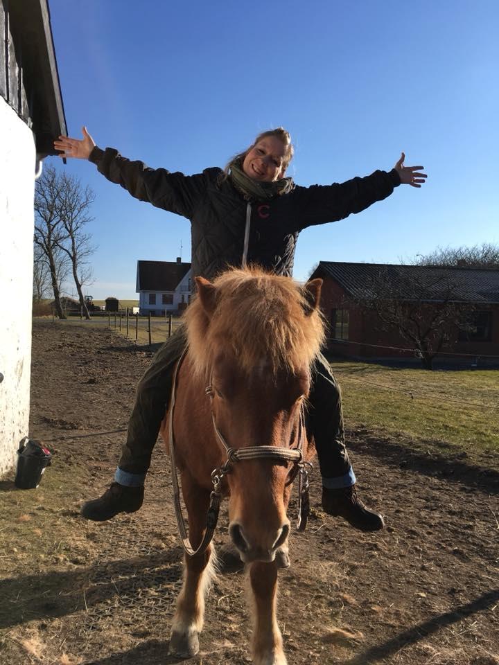 Islænder Askja fra Storgaarden billede 1