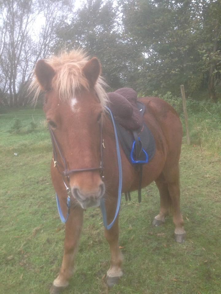 Islænder Askja fra Storgaarden billede 3
