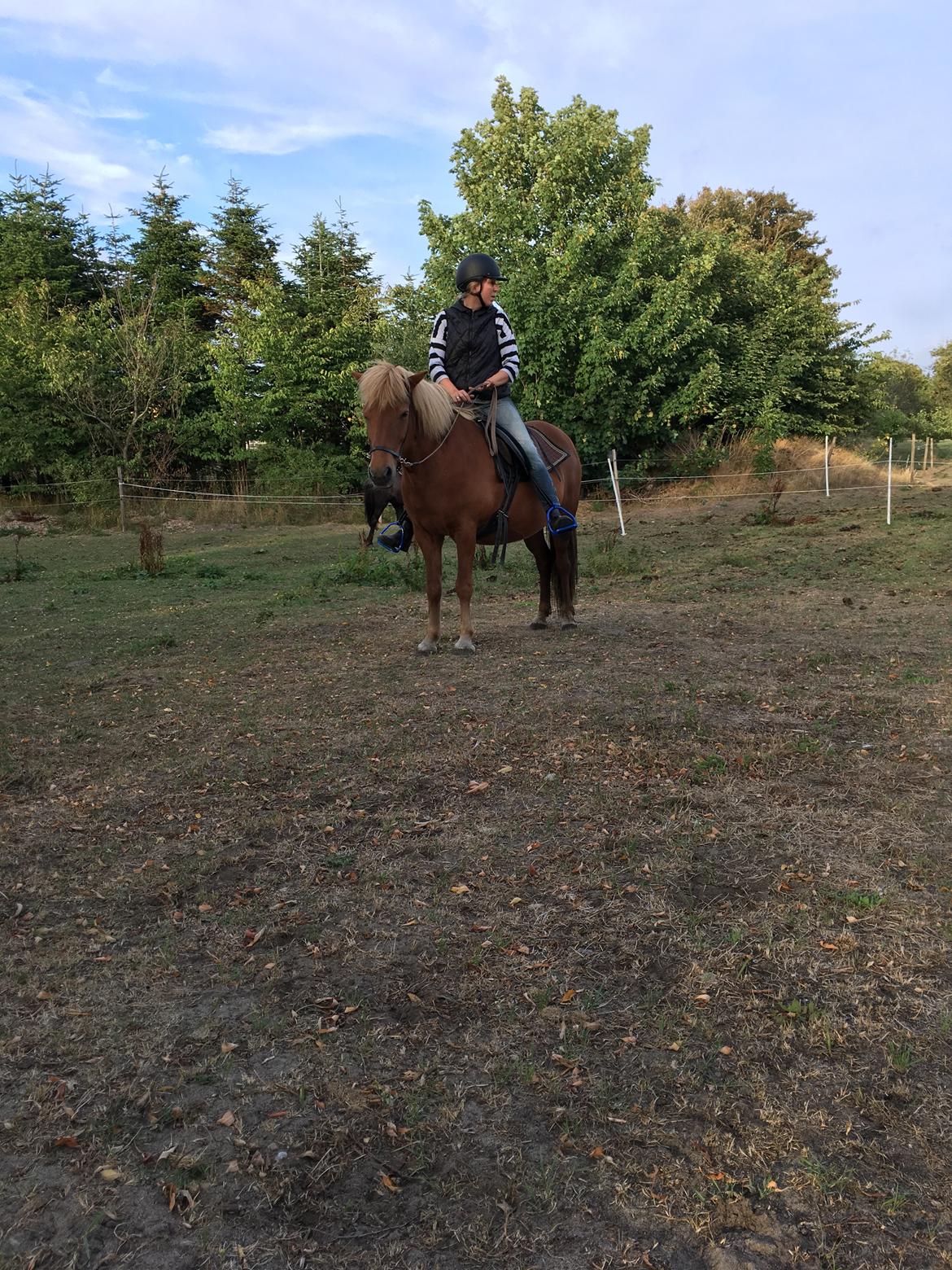 Islænder Askja fra Storgaarden billede 4