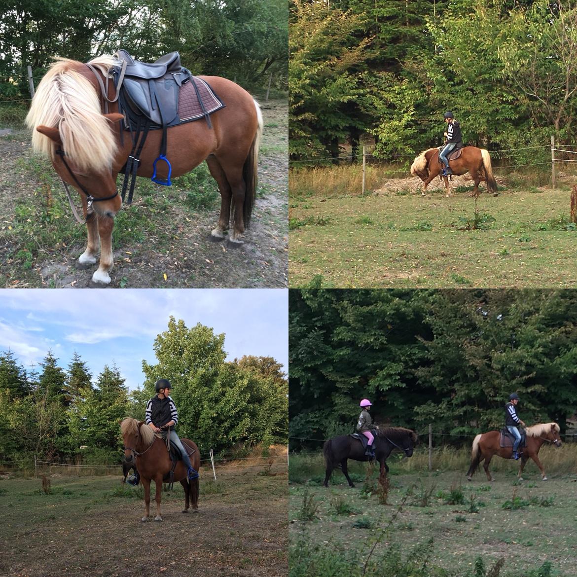 Islænder Askja fra Storgaarden billede 5