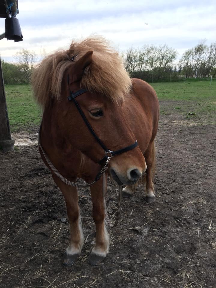 Islænder Askja fra Storgaarden billede 6