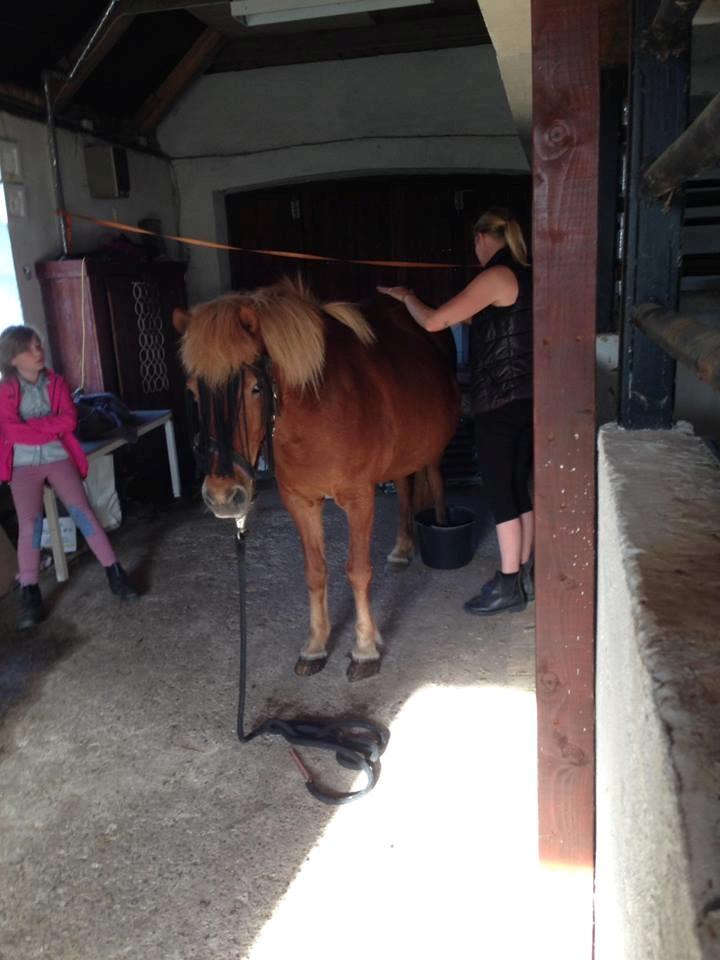 Islænder Askja fra Storgaarden billede 7