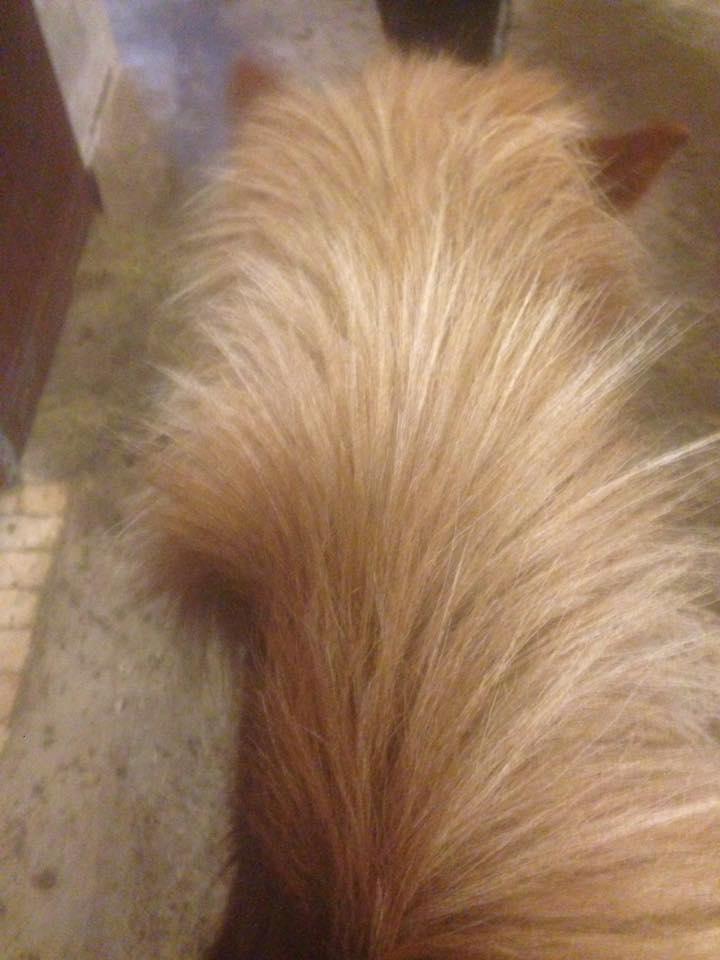 Islænder Askja fra Storgaarden billede 8