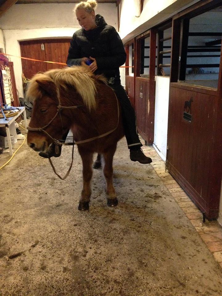 Islænder Askja fra Storgaarden billede 9