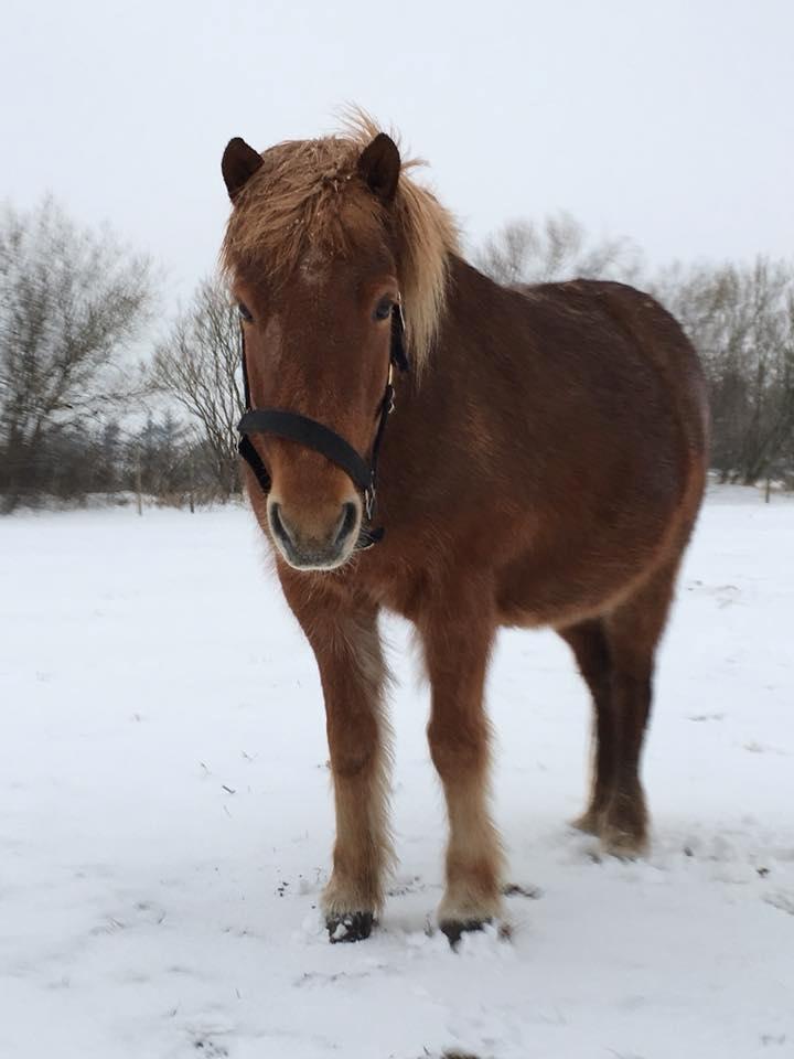 Islænder Askja fra Storgaarden billede 10