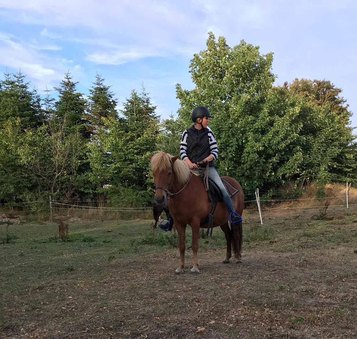 Islænder Askja fra Storgaarden billede 11