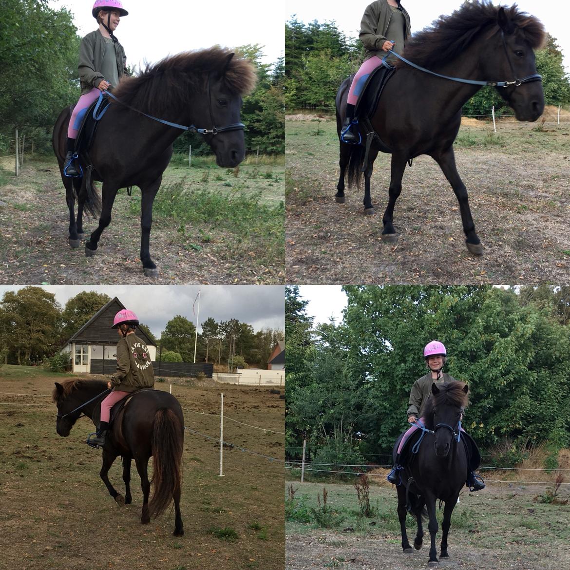 Islænder Kolrassa fra Kviarholti billede 2