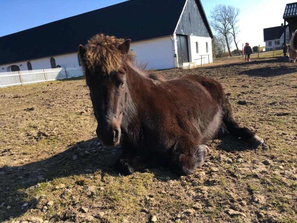 Islænder Kolrassa fra Kviarholti billede 1