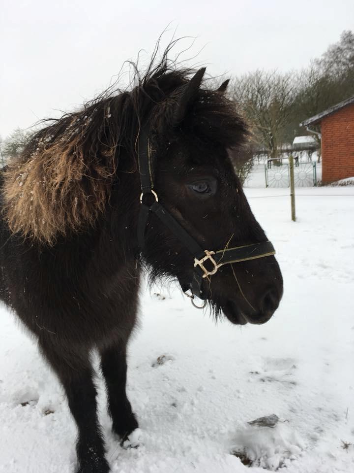 Islænder Kolrassa fra Kviarholti billede 3