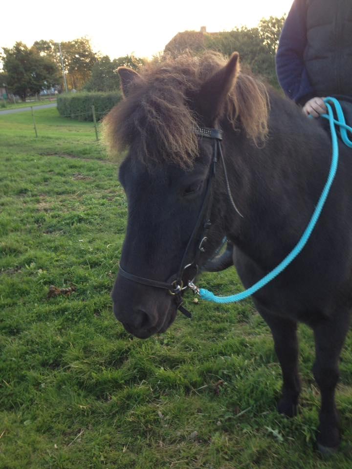 Islænder Kolrassa fra Kviarholti billede 4