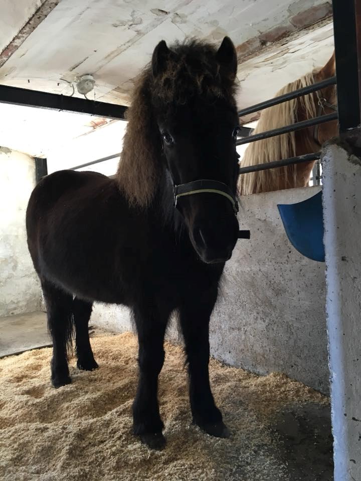 Islænder Kolrassa fra Kviarholti billede 5