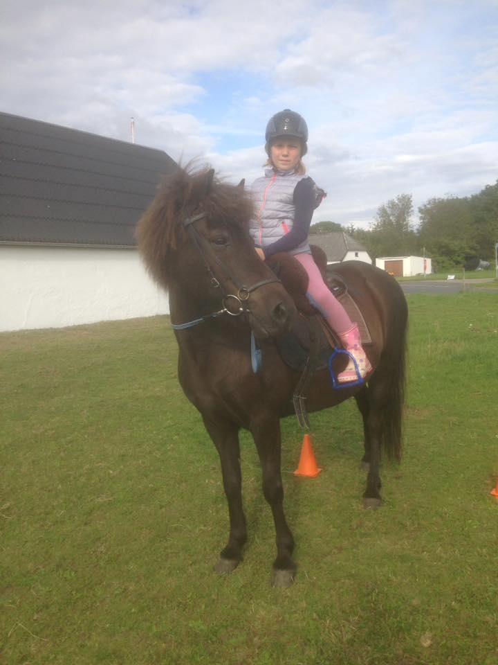 Islænder Kolrassa fra Kviarholti billede 6