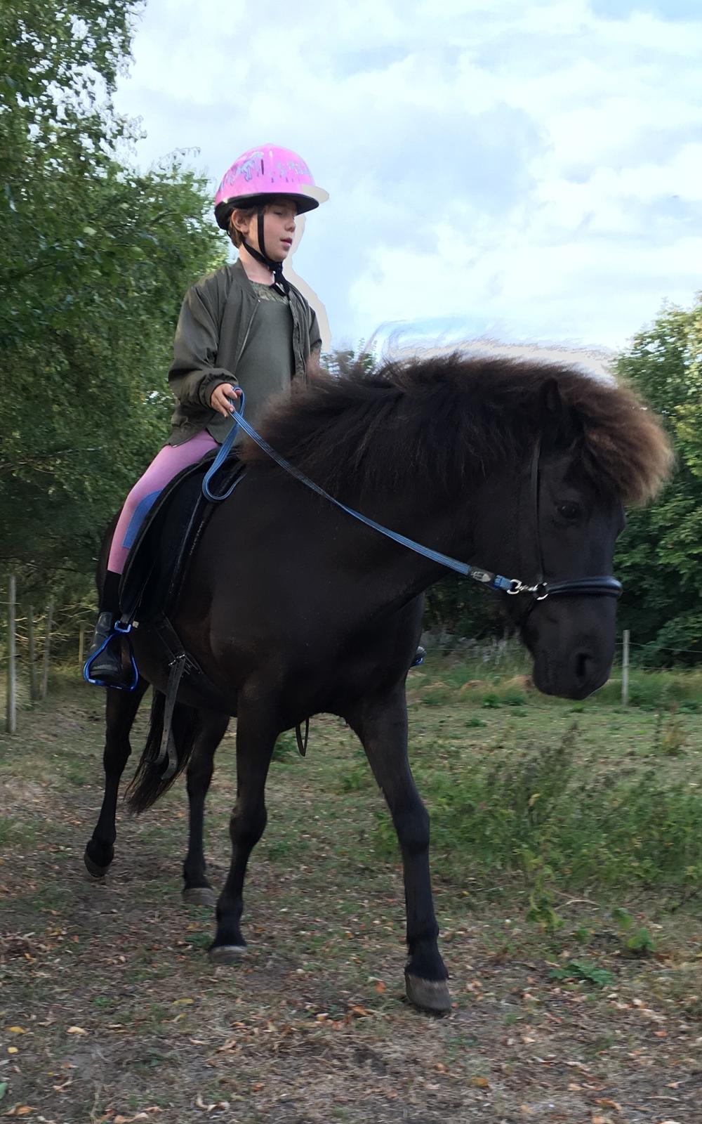 Islænder Kolrassa fra Kviarholti billede 7