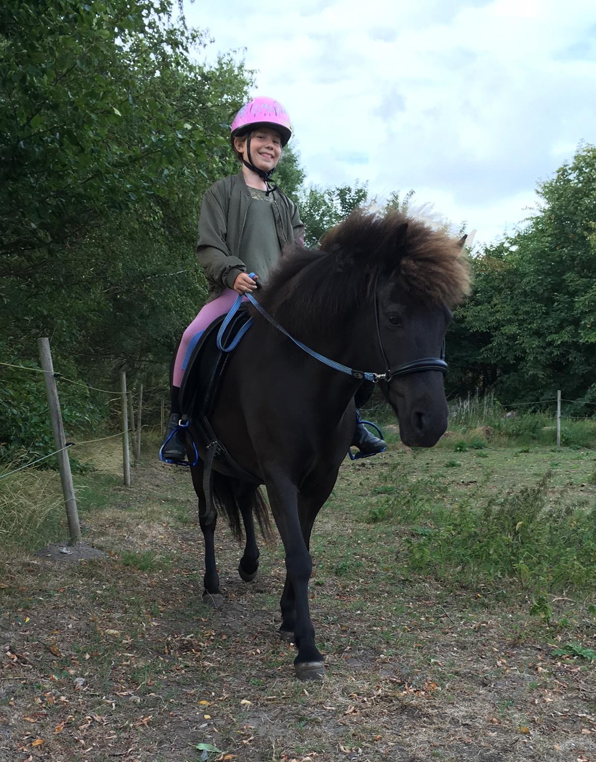 Islænder Kolrassa fra Kviarholti billede 8