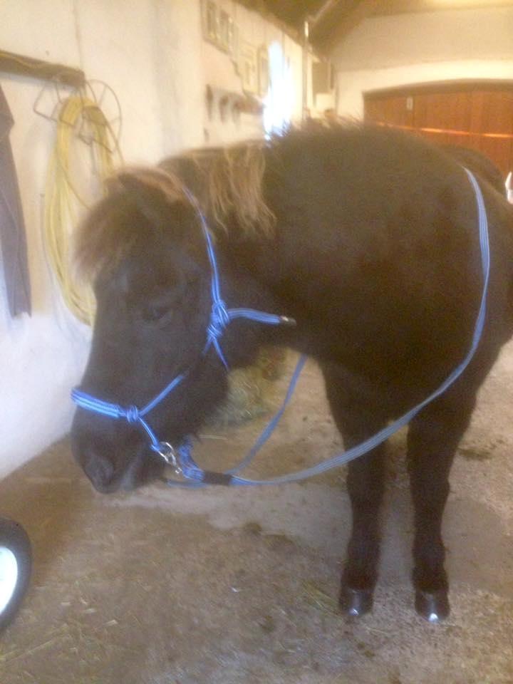 Islænder Kolrassa fra Kviarholti billede 9