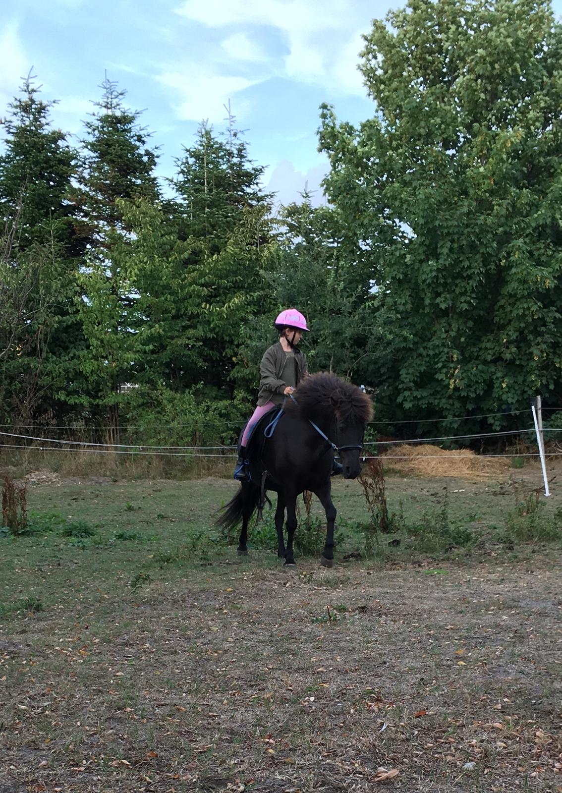 Islænder Kolrassa fra Kviarholti billede 10