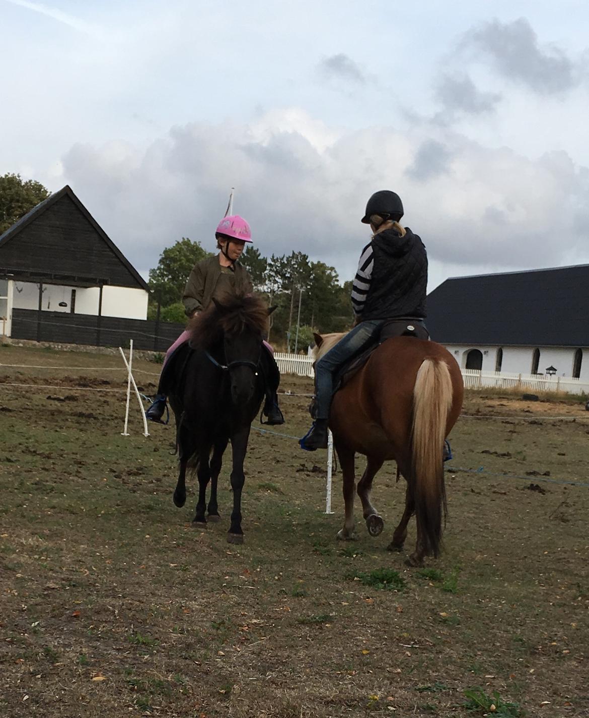 Islænder Kolrassa fra Kviarholti billede 11
