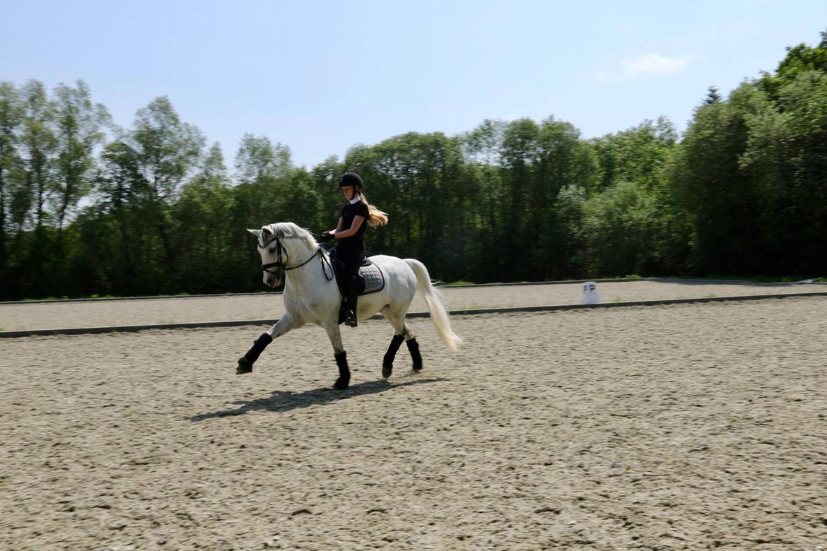 Svensk Sportspony  Uriah Heep A pony billede 20