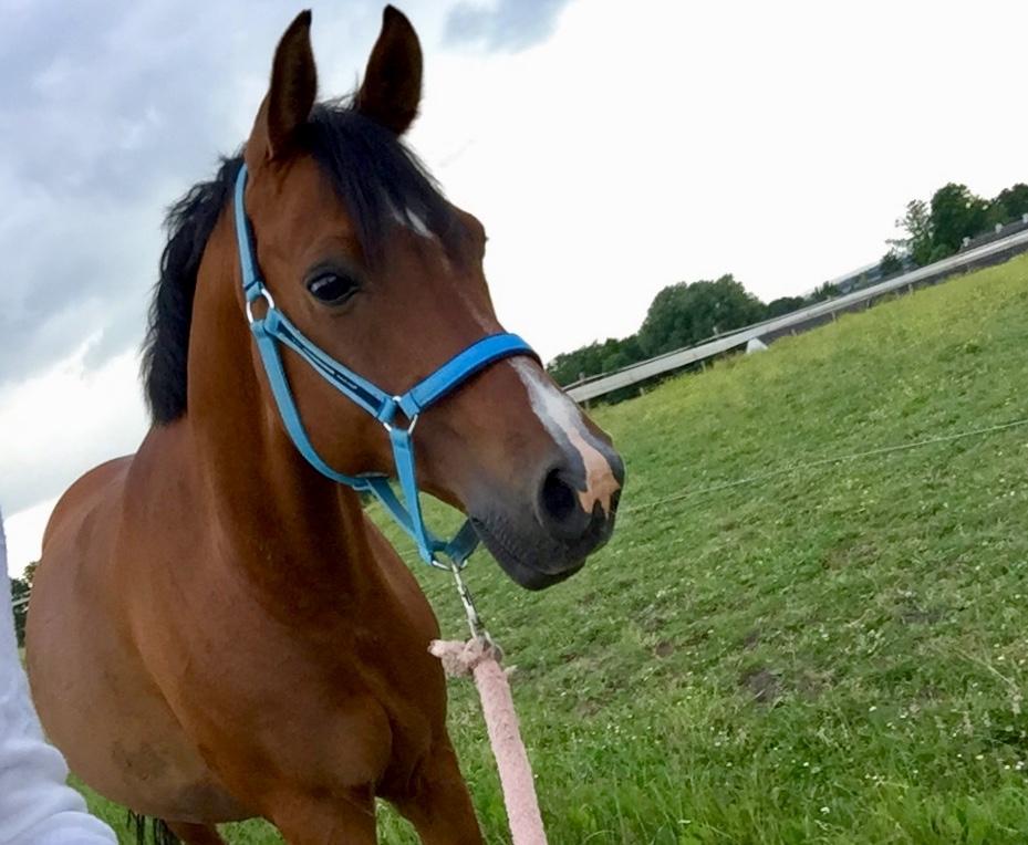 Arabisk fuldblod (OX) RAINMANN OX  billede 17