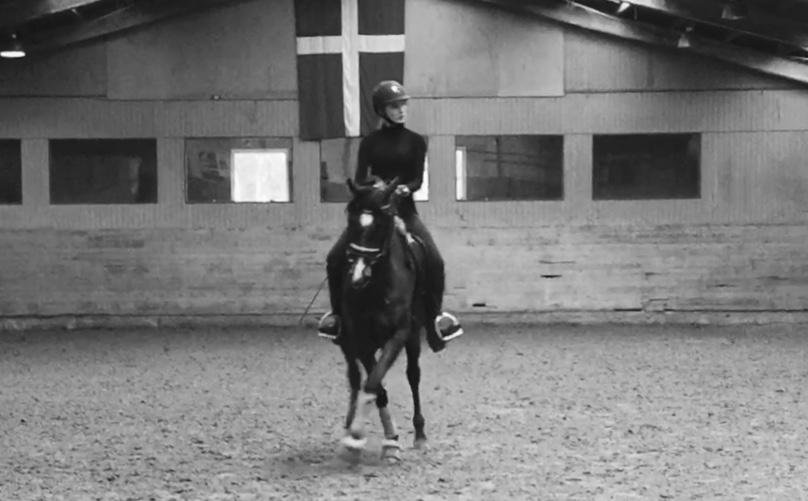 Arabisk fuldblod (OX) RAINMANN OX  billede 18