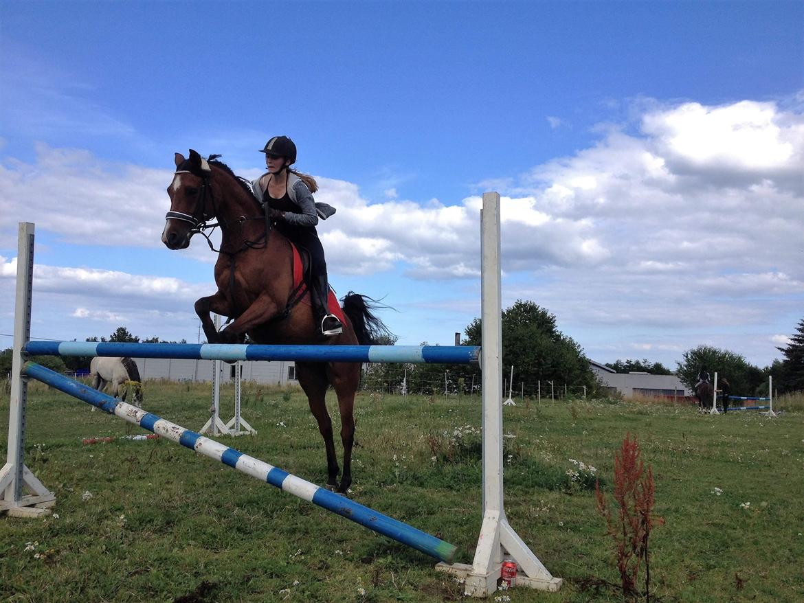 Arabisk fuldblod (OX) RAINMANN OX  billede 16