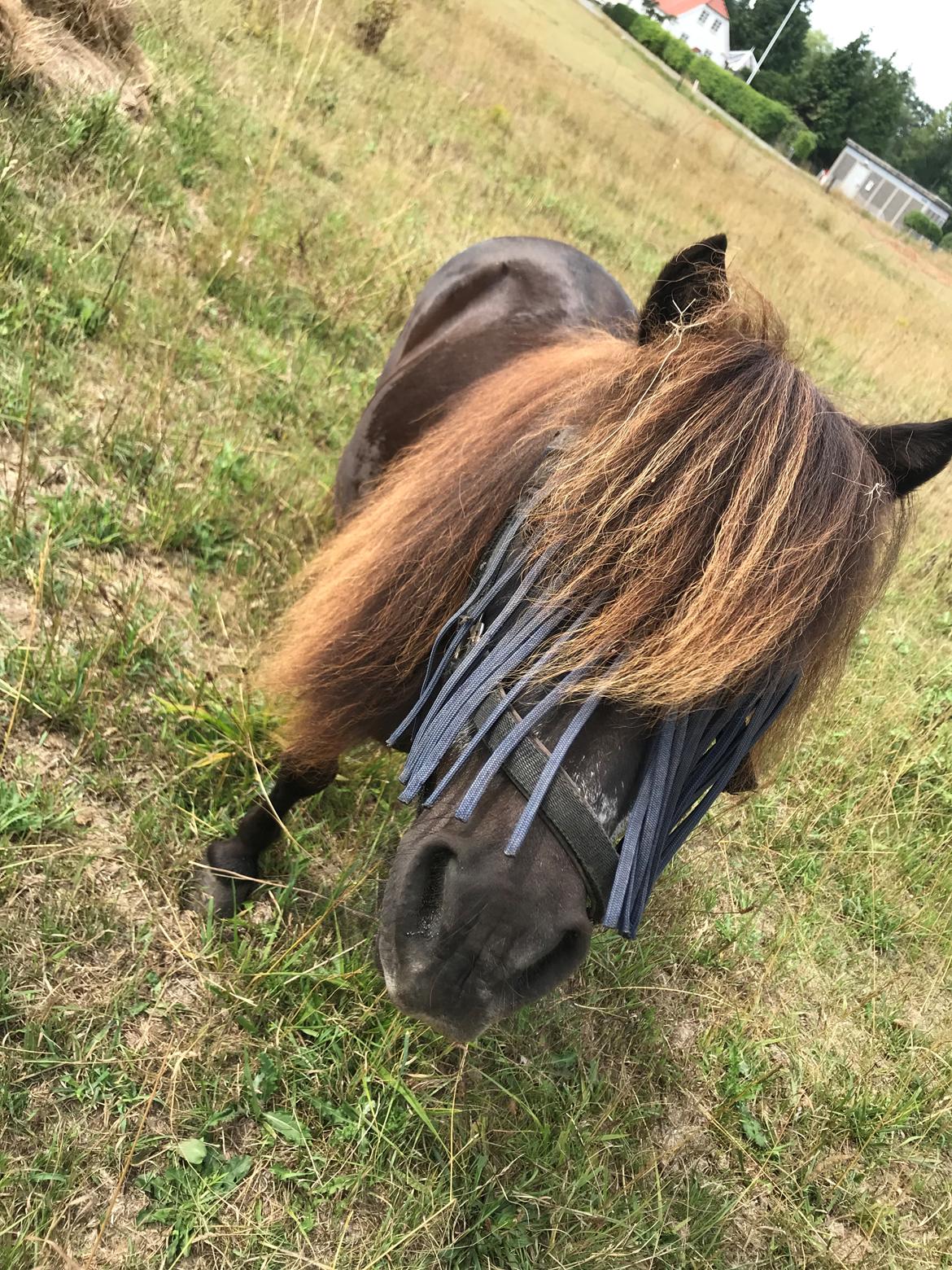 Shetlænder Mads Larsen (Mads)  billede 20