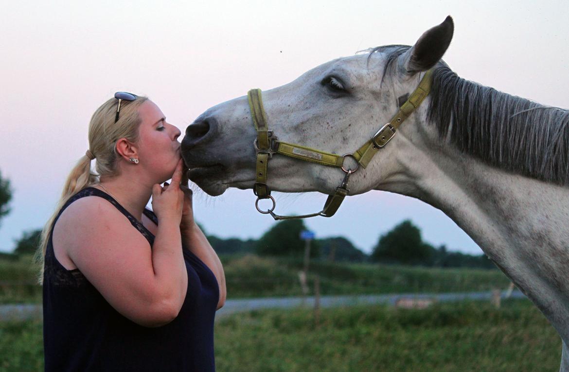 Dansk Varmblod Lambrié Vejen (Avlshoppe) - NYT: Love <3 billede 1