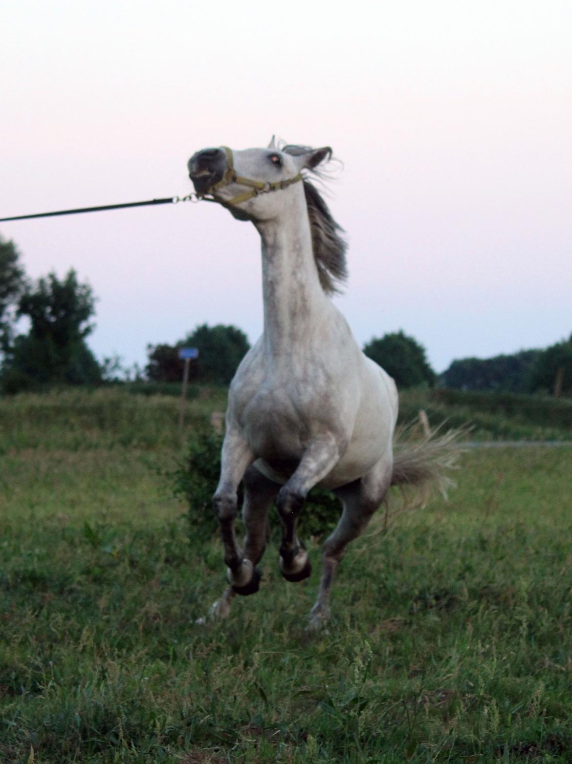 Dansk Varmblod Lambrié Vejen (Avlshoppe) - Vildhest :D billede 2