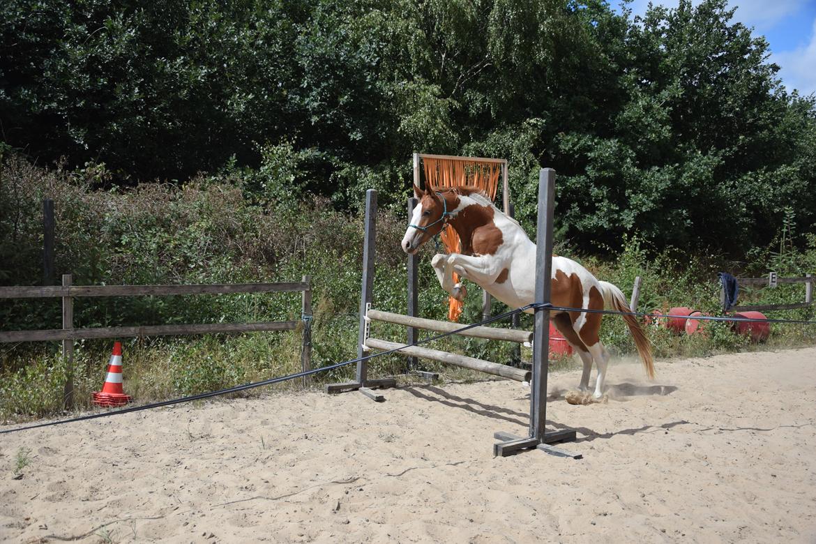 Anden særlig race Thusgaard's Yakari billede 12